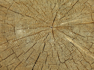 texture of a wooden round log