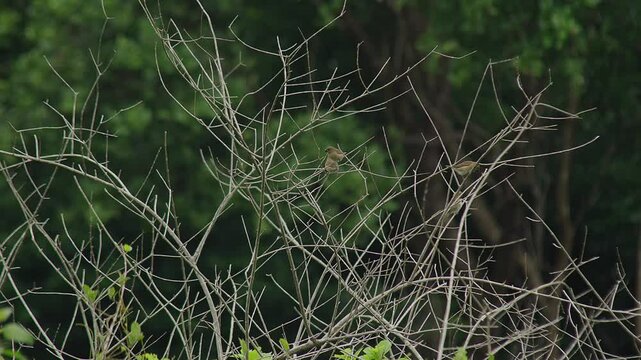 Group of scaly-beasted munia birds standing on branches.