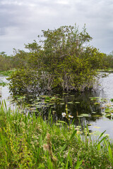 Swamp land at Everglades National Park, Florida, United States