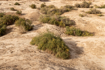 Green flowering bushes grow on dunes of the Kyzylkum desert in Kazakhstan. Sand dunes with green grass