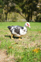 awesome indoduck in the grass