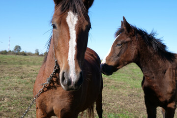 Obraz premium Horses graze in the field. Agriculture. Caring for horses.