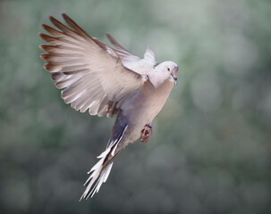 Tourterelle commune en vol, oiseau des jardins