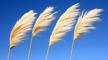 Four pampas grasses swaying gently against a vibrant blue sky.  Perfect for nature, design, and decoration projects.