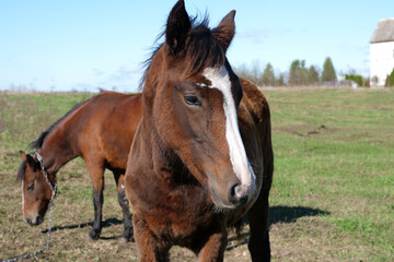 Obraz premium Horses graze in the field. Agriculture. Caring for horses.