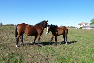 Obraz premium Horses graze in the field. Agriculture. Caring for horses.
