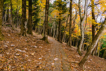 autumn in the forest