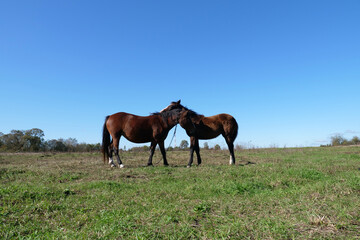 Obraz premium Horses graze in the field. Agriculture. Caring for horses.