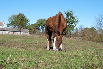 Horses graze in the field. Agriculture. Caring for horses.