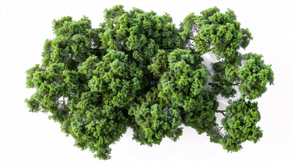 Obraz premium 3D rendering of Syagrus romanzoffiana trees on a transparent background, from top view.