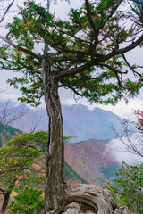 tree in the mountains