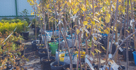 Row of trees are lined up in a nursery, with each tree having a tag on it