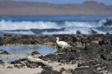 Spoonbill in the water on the beach of Fuerteventura, Spain