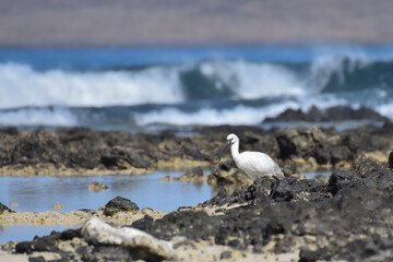 Spoonbill in the water on the beach of Fuerteventura, Spain