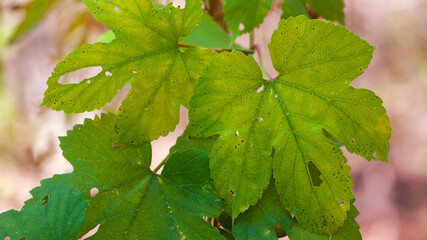 hop leaves. Humulus. green leaves of a climbing plant. natural autumn background, leaves close up. light, bright hop leaves. space for text. macro photo
