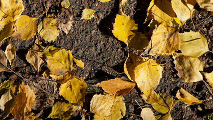 autumn birch leaves. beautiful autumn background. dry leaves. Birch leaves in autumn, in a park. nature, season. selective focus