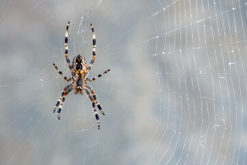 Araneus big spider. large spider, Araneus, sitting on a web. Spider. Macro photo of a garden spider on a web against a natural gray background. isolated on light, close-up, place for text