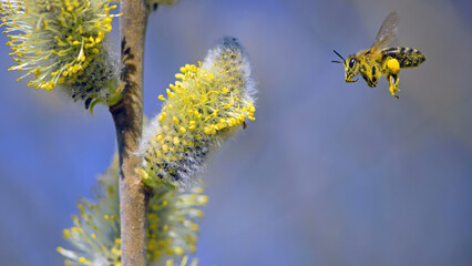 the bee is flying, bee collects pollen. willow branch with yellow spring flowers. delicate willow flowers in spring. Active work of bees to collect pollen. lot of pollen and nectar. close-up © Oleksandr Filatov