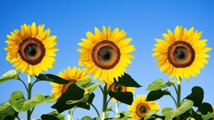 Fototapeta premium Three vibrant sunflowers dominate the foreground against a clear blue sky, with more sunflowers visible in the background.