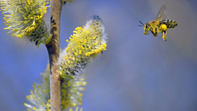 the bee is flying, bee collects pollen. willow branch with yellow spring flowers. delicate willow flowers in spring. Active work of bees to collect pollen. lot of pollen and nectar. close-up