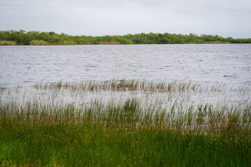 Swamp land at Everglades National Park, Florida, United States