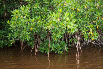 Swamp land at Everglades National Park, Florida, United States