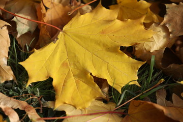 Yellow maple leaves pattern on the graund