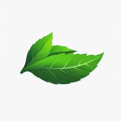 Obraz premium Two vibrant green leaves with detailed vein textures, isolated on a white background.