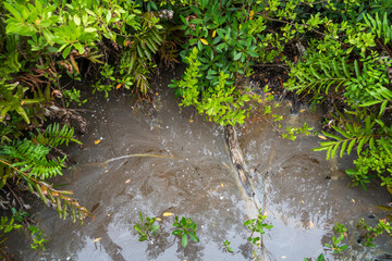 Swamp land at Everglades National Park, Florida, United States