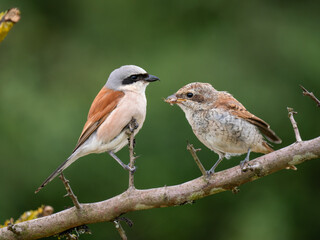 Neuntöter (Lanius collurio)