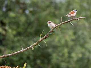 Neuntöter (Lanius collurio)