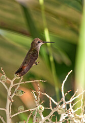 Hummingbird s on island of Bonaire