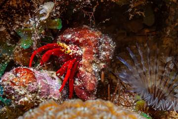 Caribbean coral garden, Hermit Crab