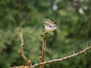 Neuntöter (Lanius collurio)