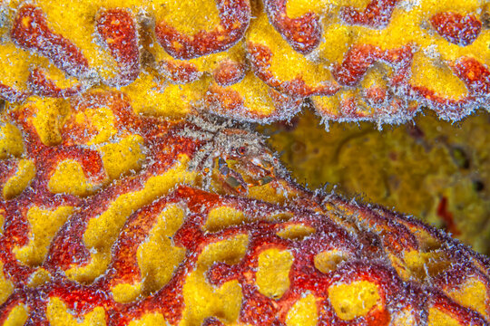 Mithraculus cinctimanus ,Banded Clinging Crab