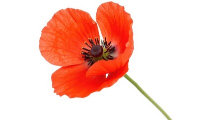 Fototapeta premium Vibrant red poppy flower with delicate petals isolated on a white background, petal, flower
