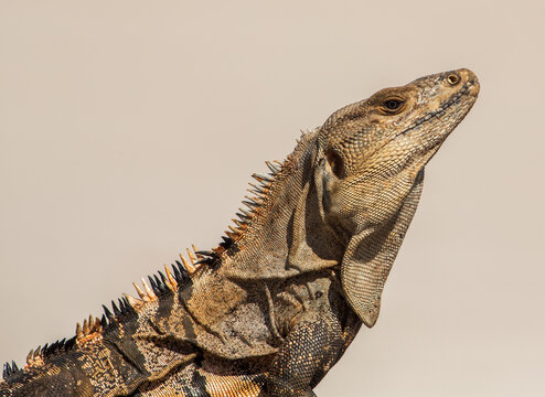 Iguana closeup, Key Biscayne. Florida