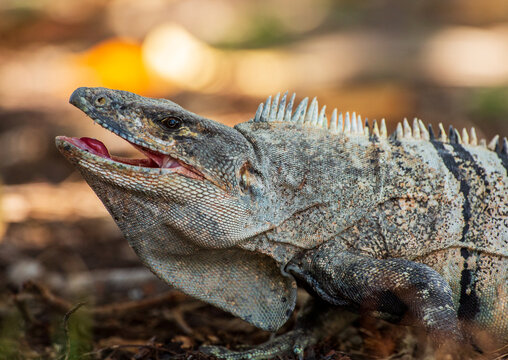 Iguana closeup, Key Biscayne. Florida