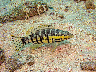 Serranus tigrinus, the harlequin bass