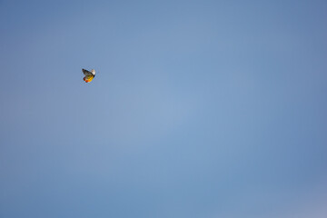 Butterfly fling in the blue sky