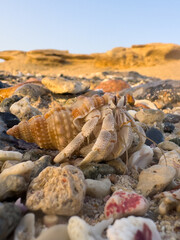 Krab pustelnik w muszli na wybrzeżu w Egipcie © Paweł