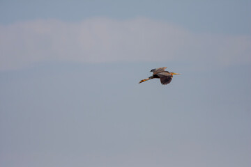 big water bird in the air,Purple Heron, Ardea purpurea	