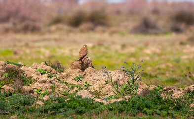 bird looking around on ground, Common Kestrel, Falco tinnunculus