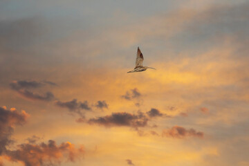 western curlew bird (numenius arquata) flying in sky with spread wings