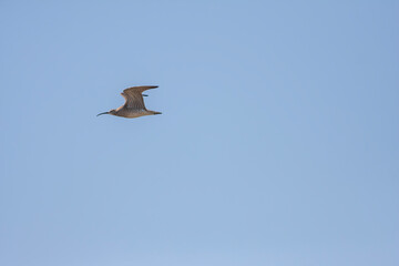 big water bird flight, Whimbrel, Numenius phaeopus