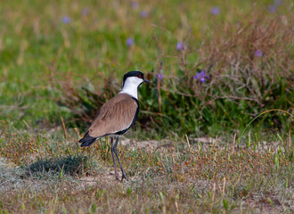 Large bird feeding in its natural environment, Vanellus spinosus,  Spur-winged lapwing