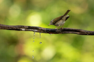 Dark Necked Tailorbird  stand on the branch of tree,