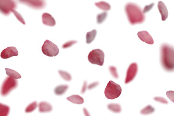 Pink rose petals falling isolated on white transparent background.