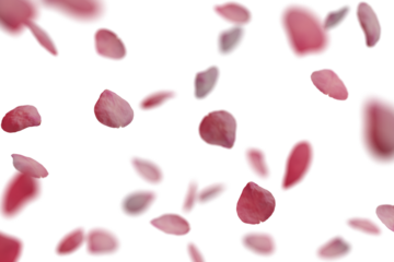 Pink rose petals falling isolated on white transparent background.