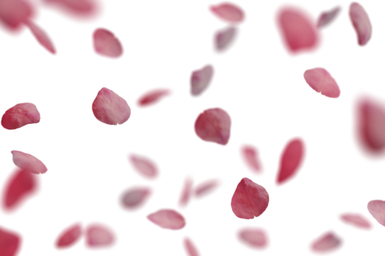 Pink rose petals falling isolated on white transparent background. - Powered by Adobe